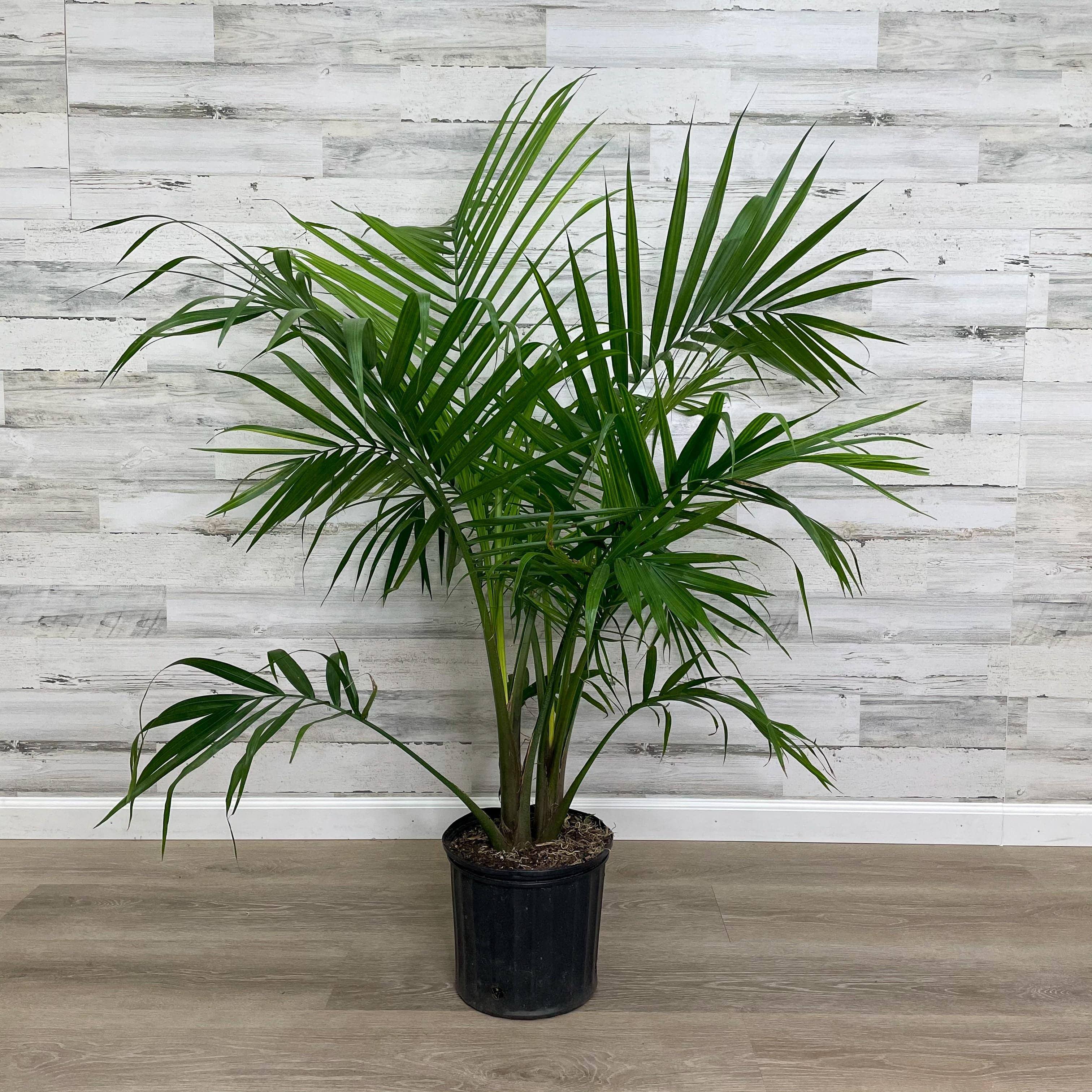 is majesty palm a good indoor plant Palm - Majesty