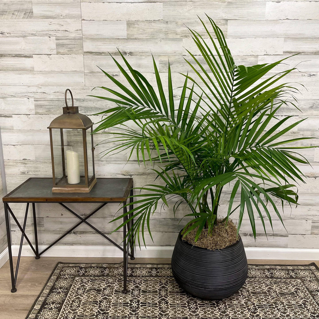 indoor plant pot for palm tree Palm - Majesty