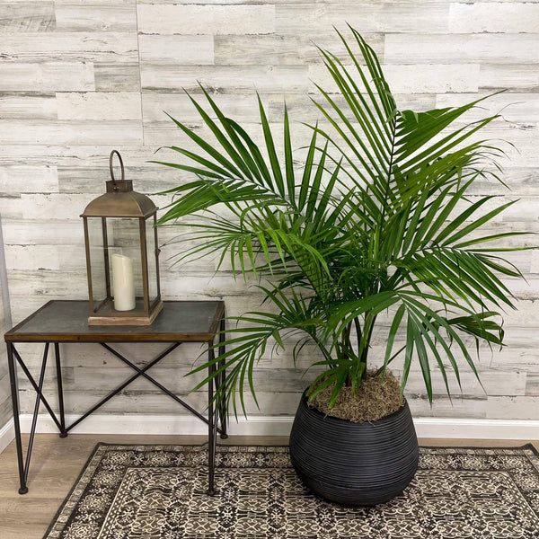 Palm - Majesty - 10-inch Pot - Hicks Nurseries