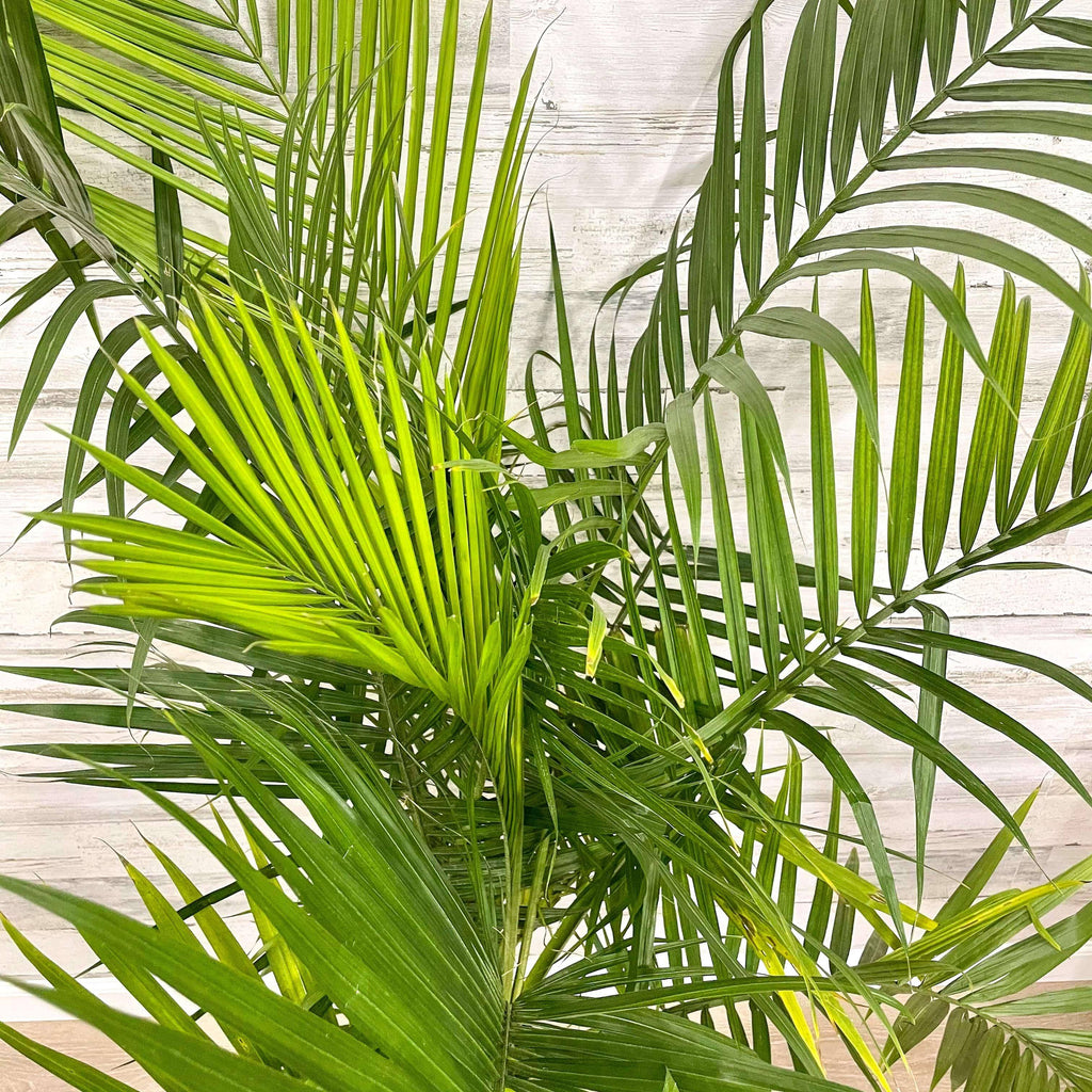 welcome palm plant Palm - Majesty