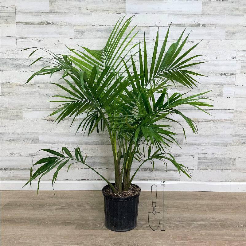 indoor palm plant pot Palm - Majesty