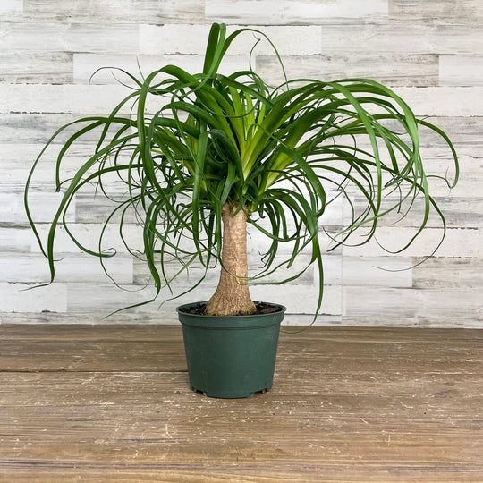 Palm - Ponytail - 6-inch Pot