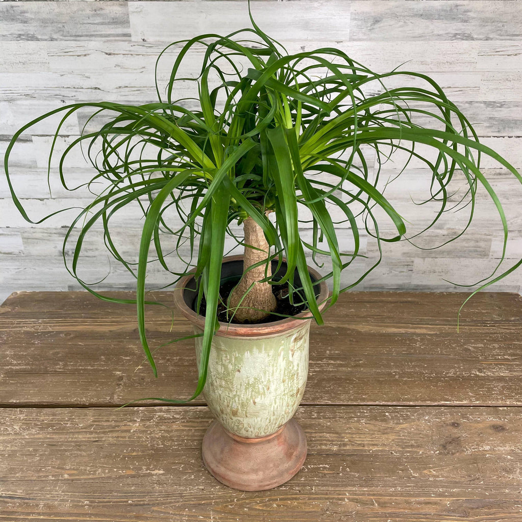 tiny ponytail palm Palm - Ponytail