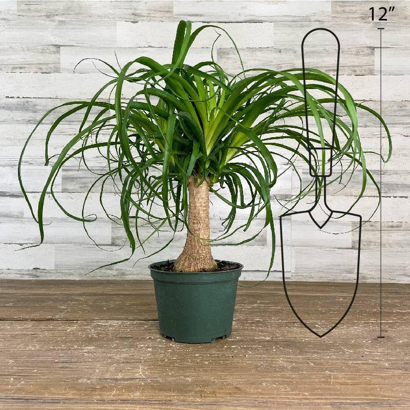 Palm - Ponytail