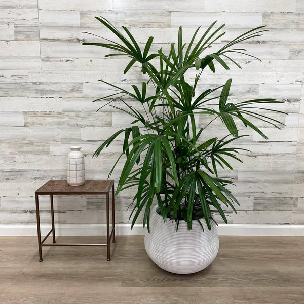 Palm - Rhapis - 10-inch Pot - Hicks Nurseries