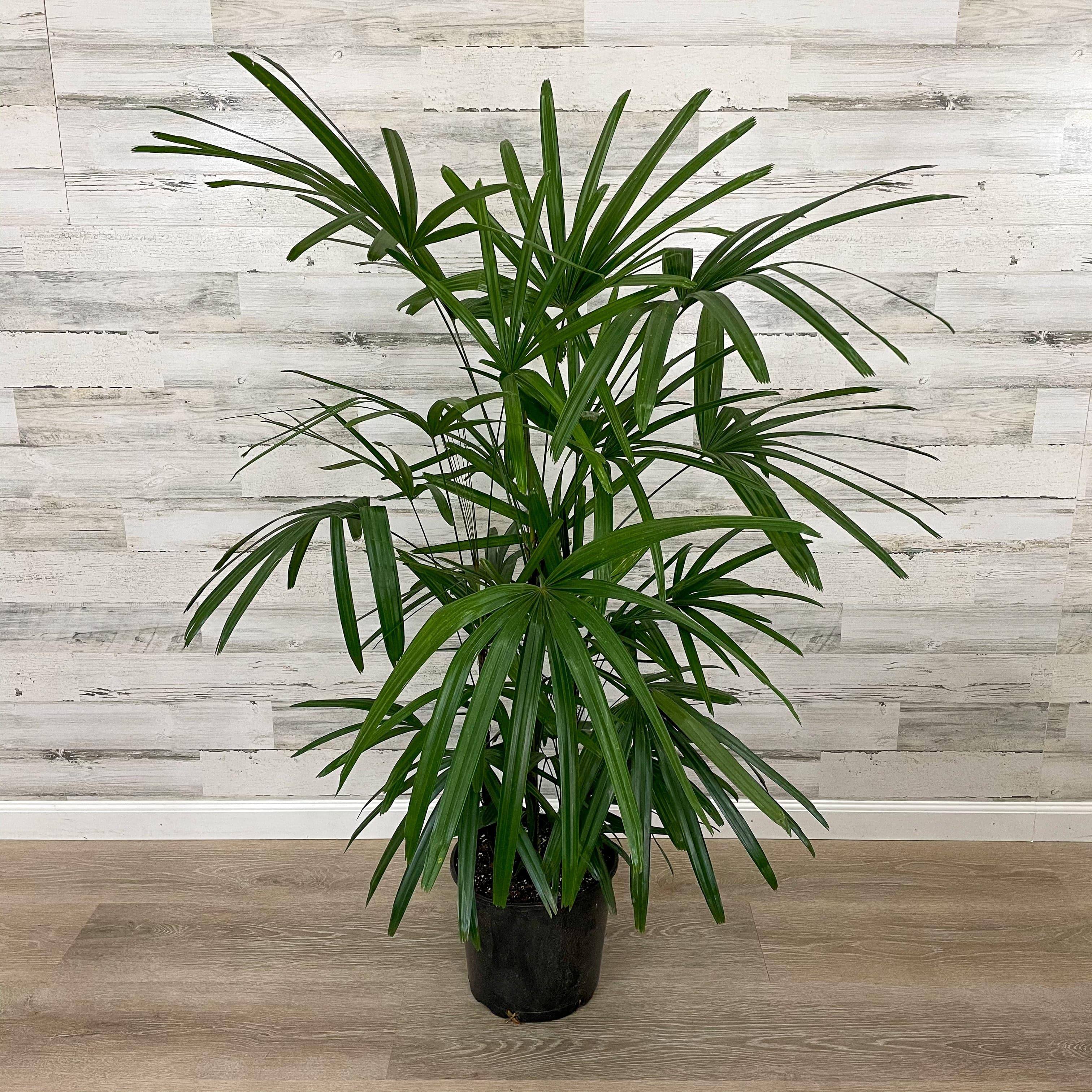 Palm - Rhapis
