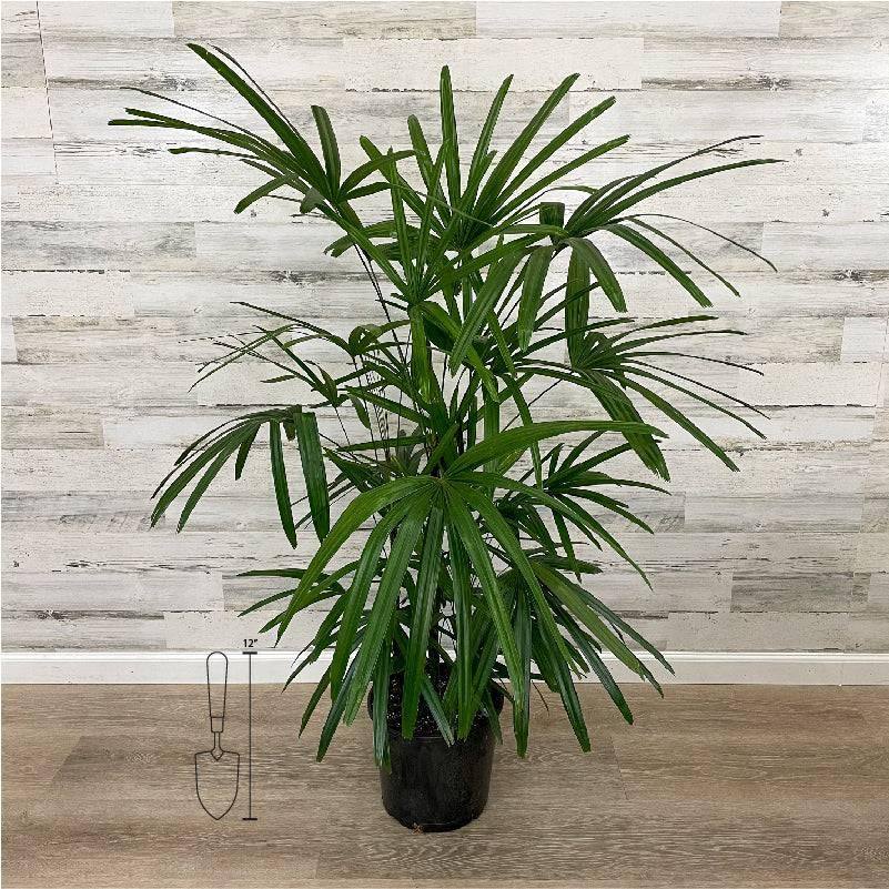 happy palm plant Palm - Rhapis