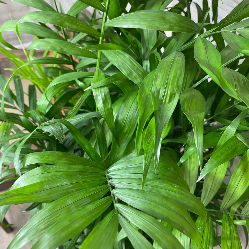 parlor palm flower Parlor Palm