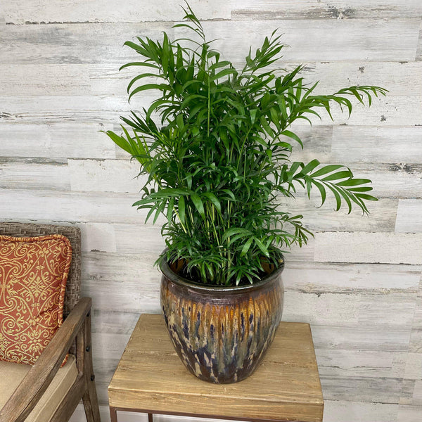 Parlor Palm - 8-inch - Hicks Nurseries
