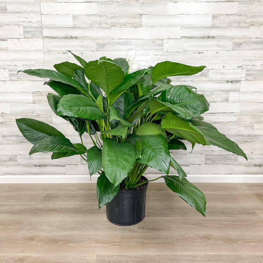 Peace Lily - 14-inch Pot