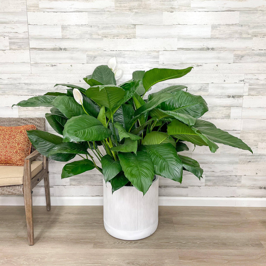 peace lily size of pot Peace Lily