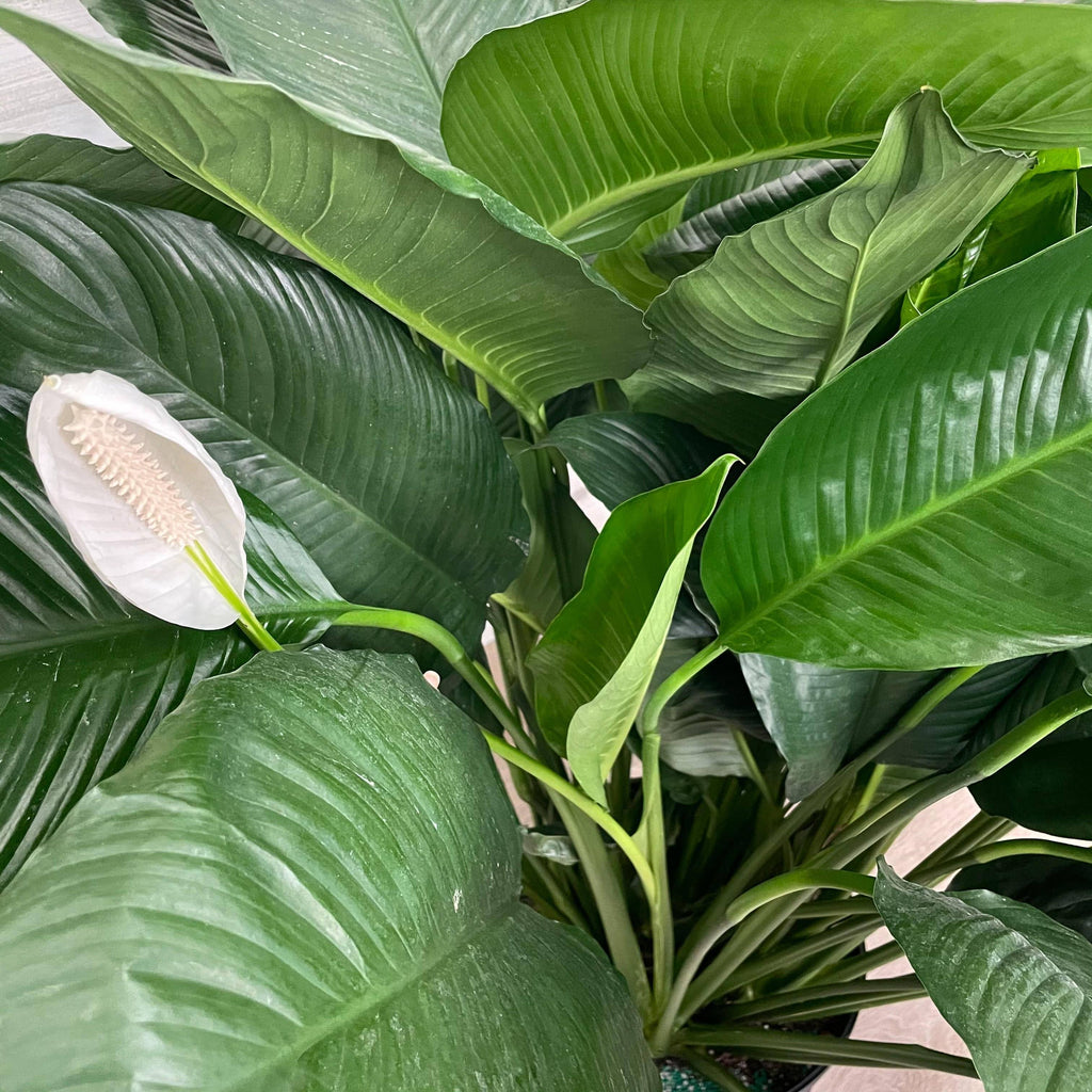 peace lily stems Peace Lily