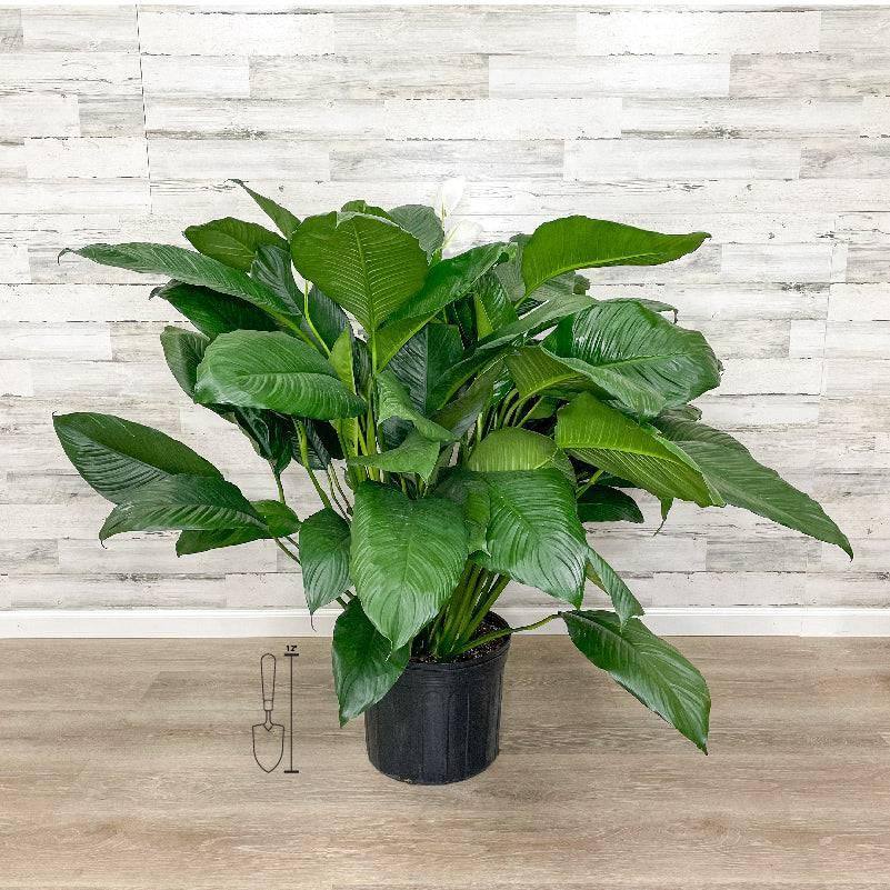 do peace lilies like small pots Peace Lily