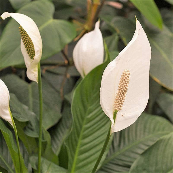 Peace Lily - 6-inch Pot