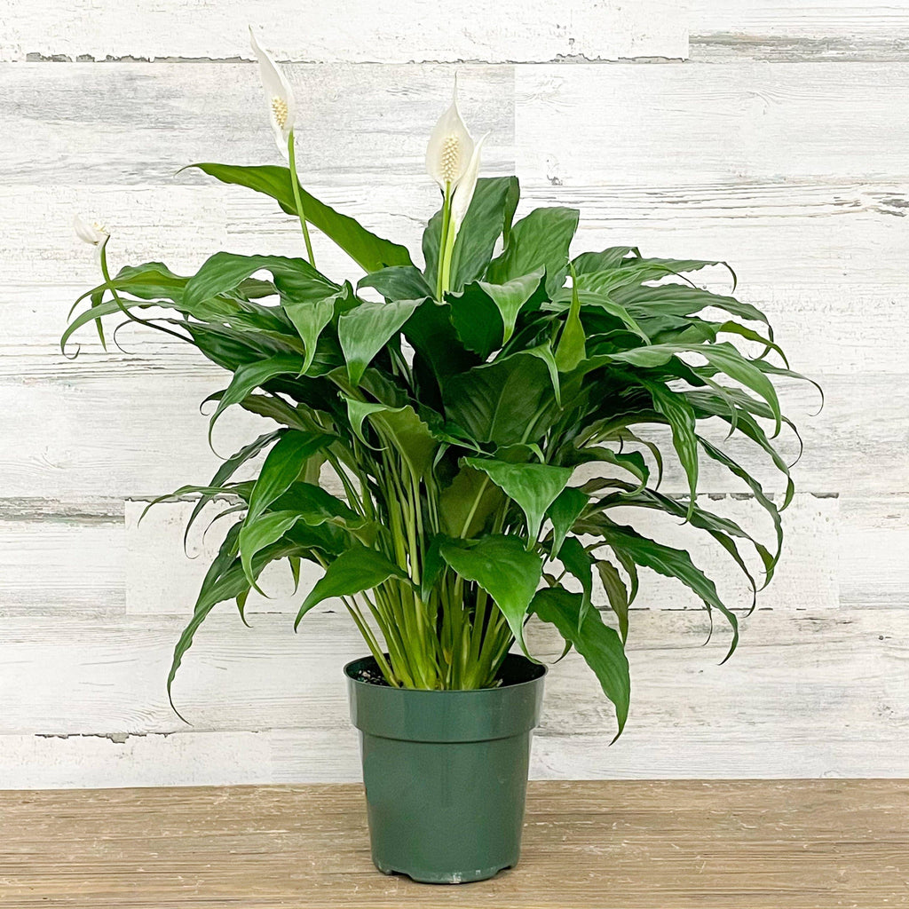 https://shop.hicksnurseries.com/cdn/shop/products/available-for-pickup-delivery-indoor-plants-peace-lily-6-inch-pot-23493520228544_1024x1024.jpg?v=1740510118