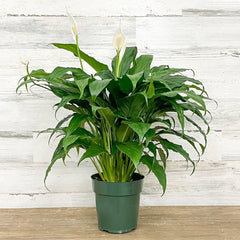 hanging peace lily Peace Lily