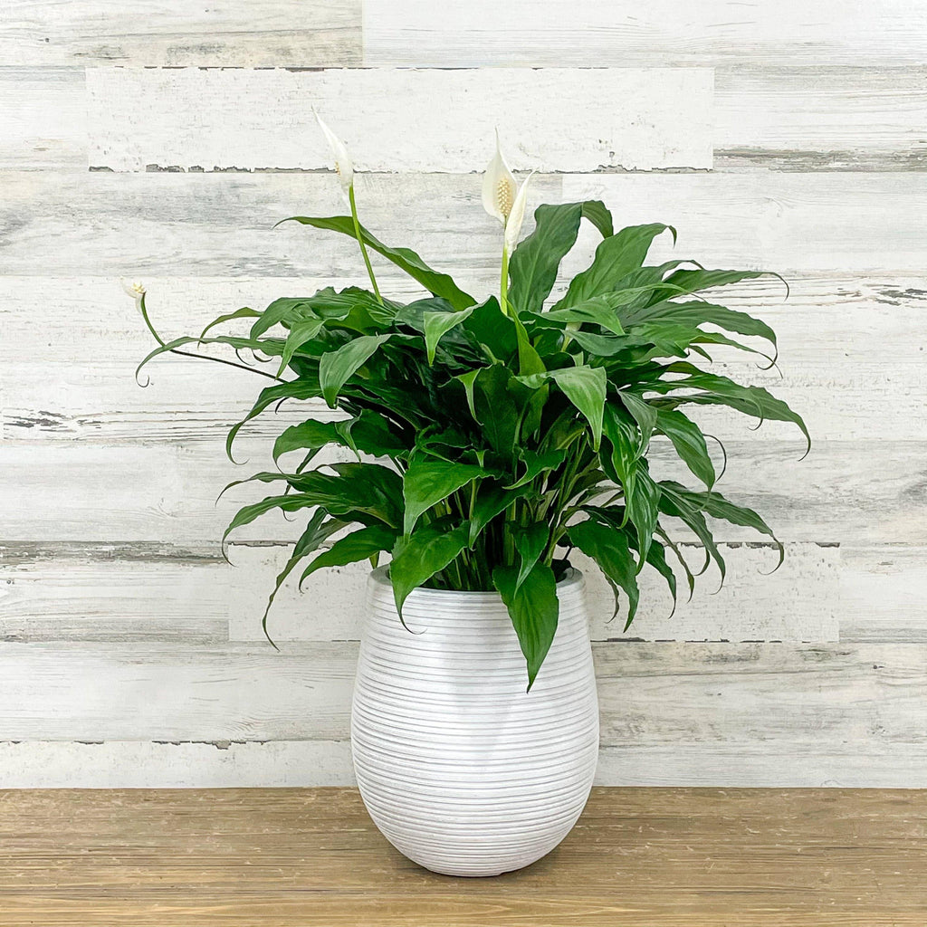 white indoor lily Peace Lily
