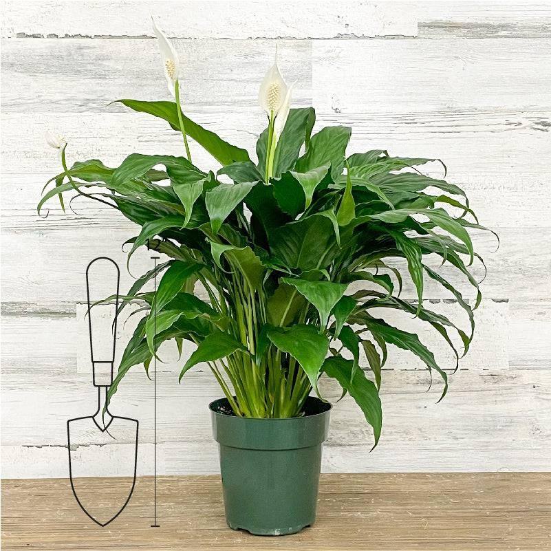 size pot for peace lily Peace Lily