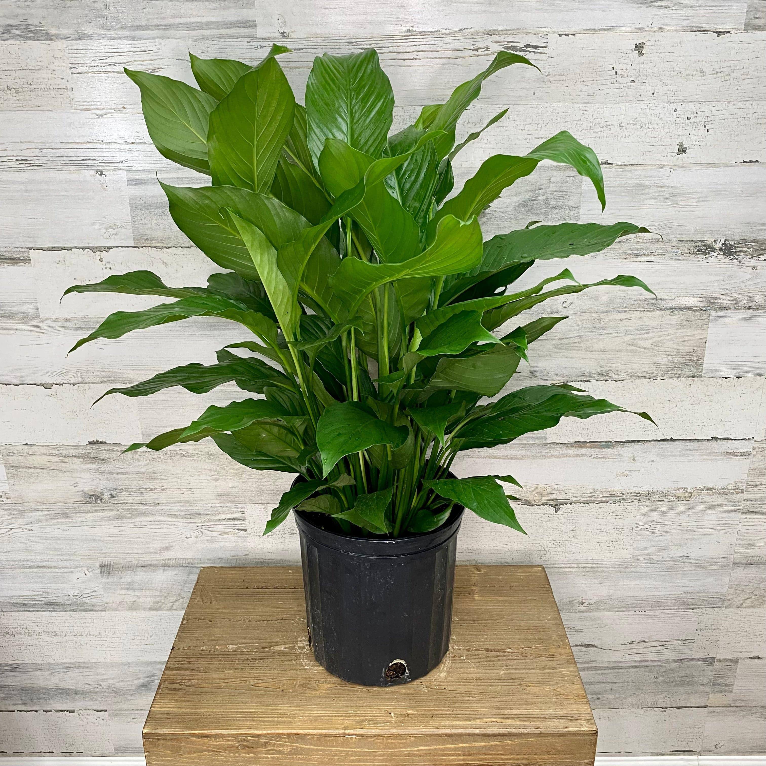 peace lily plant in pot Peace Lily