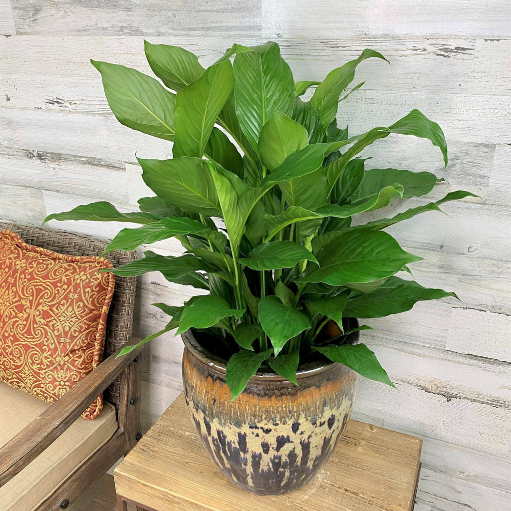 thirsty peace lily Peace Lily