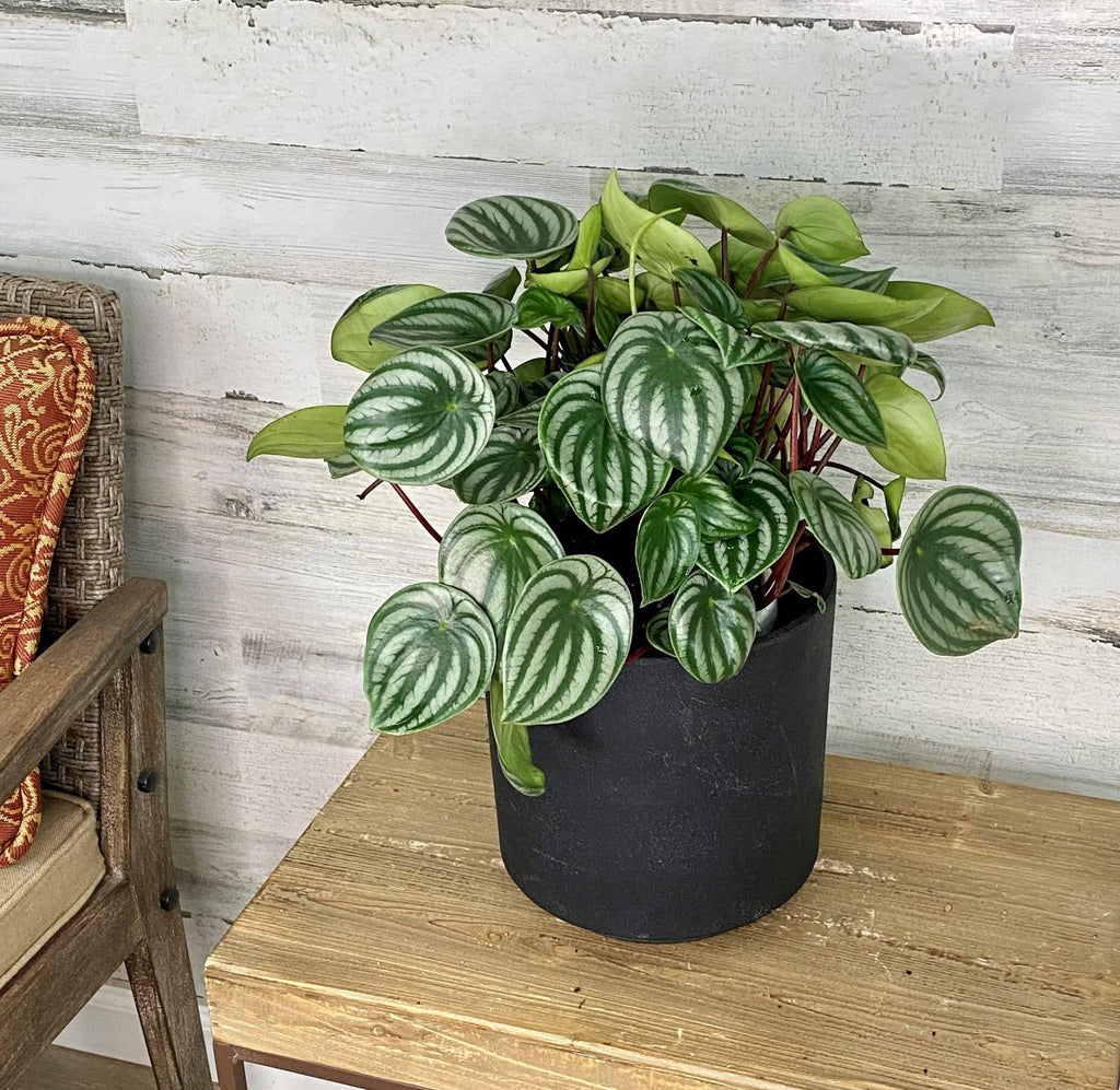 hanging watermelon plants Peperomia - Watermelon - Hanging Basket