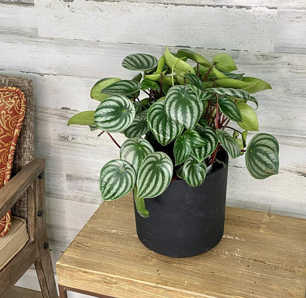 Peperomia - Watermelon - Hanging Basket - 6-inch - Hicks Nurseries