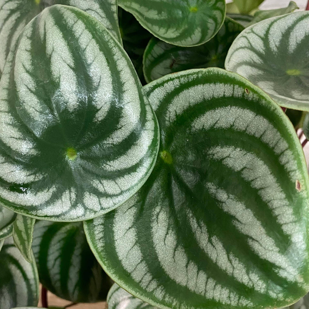 watermelon hanging plant Peperomia - Watermelon - Hanging Basket