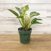Philodendron Birkin - 6-inch Pot - Hicks Nurseries