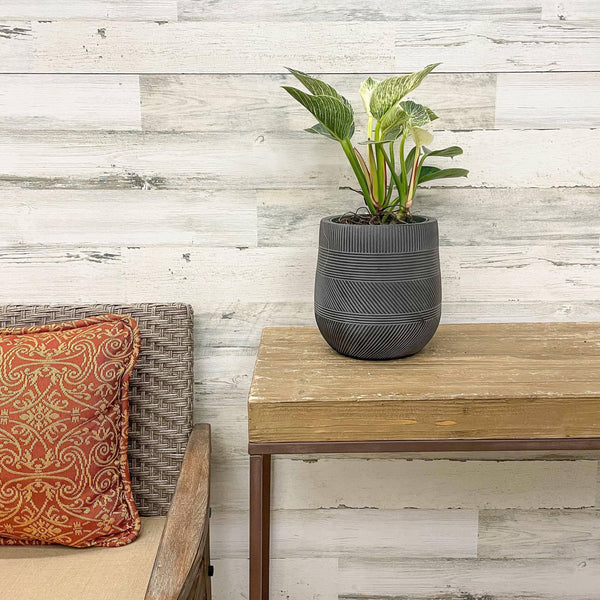 Philodendron Birkin - 6-inch Pot - Hicks Nurseries