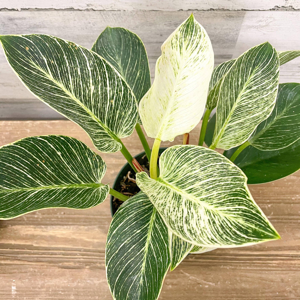 Philodendron Birkin