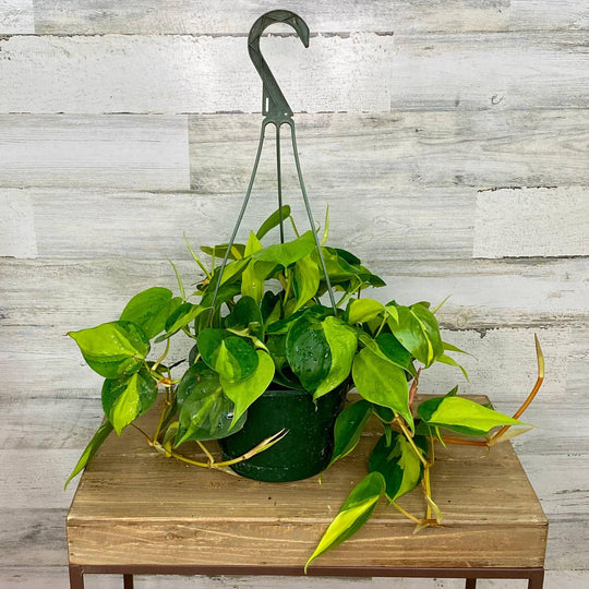 Philodendron - Brasil - Hanging Basket - 8-inch