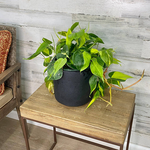 Philodendron - Brasil - Hanging Basket - 8-inch - Hicks Nurseries