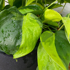 hanging philodendron brasil Philodendron - Brasil - Hanging Basket