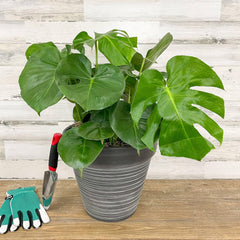 Philodendron - Monstera