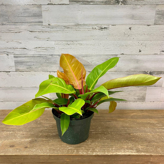 Philodendron - Prince of Orange - 8-inch