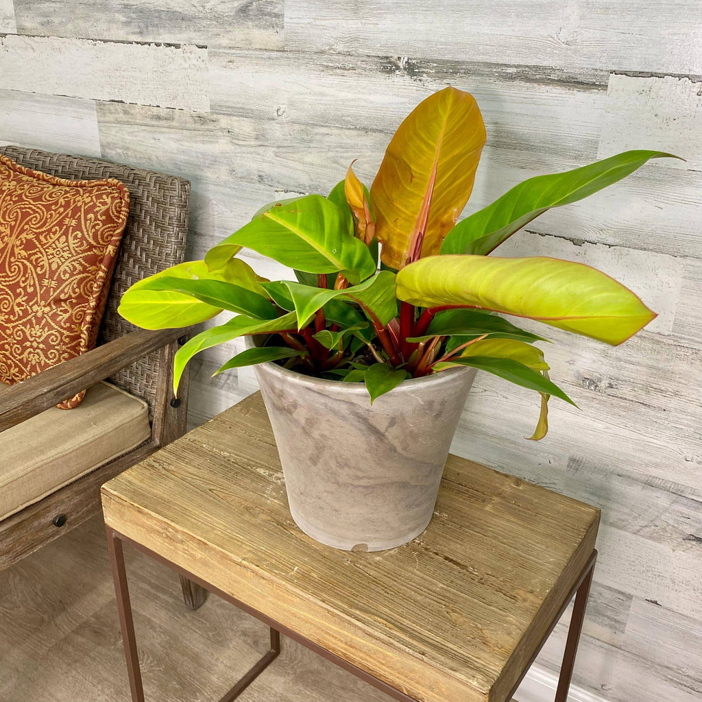 Philodendron - Prince of Orange
