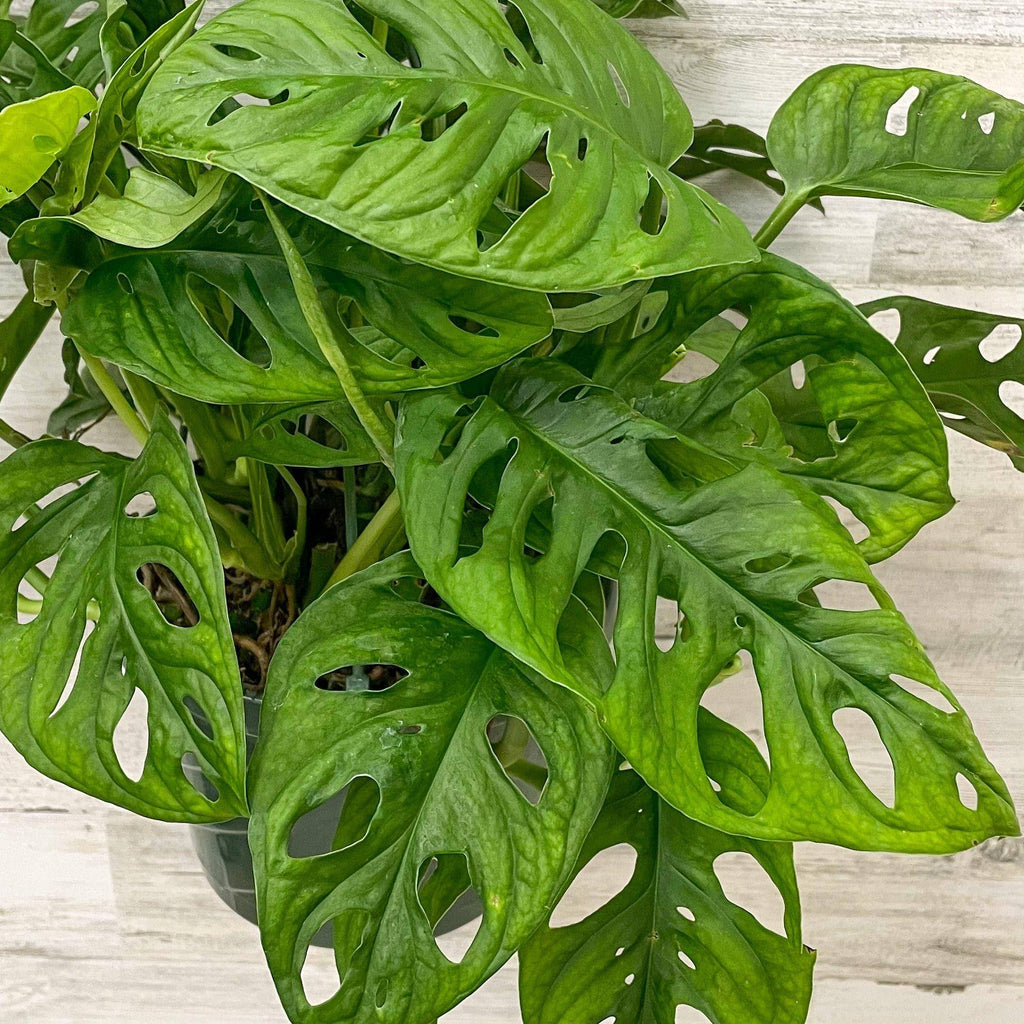 swiss cheese plant hanging basket Philodendron - Swiss Cheese