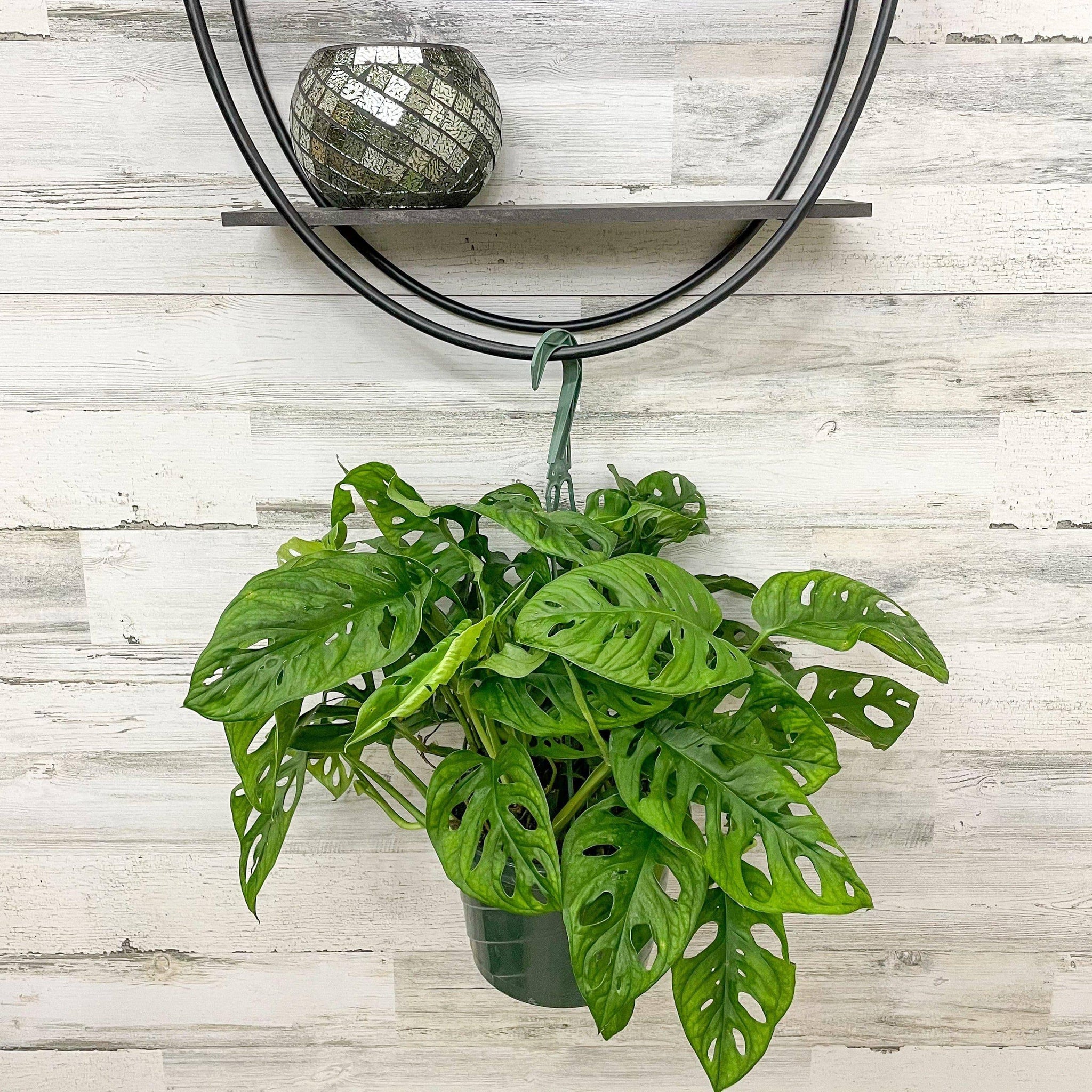 Philodendron Swiss Cheese 8inch Hanging Basket