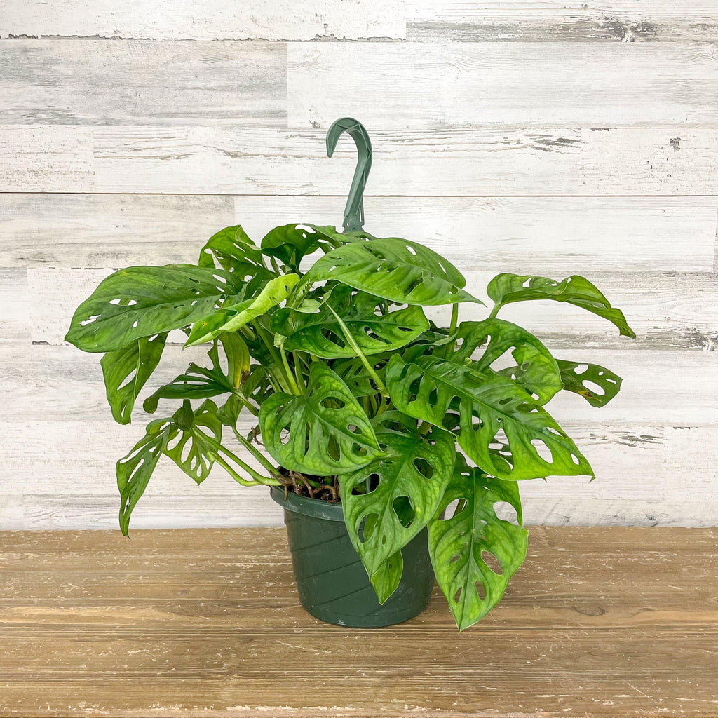 Philodendron - Swiss Cheese - 8-inch Hanging Basket - Hicks Nurseries