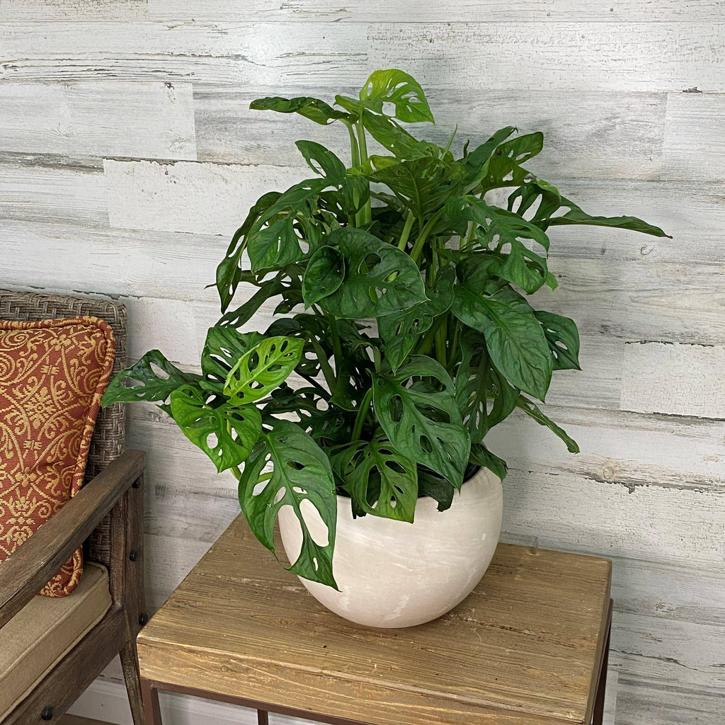 hanging swiss cheese plant Philodendron - Swiss Cheese