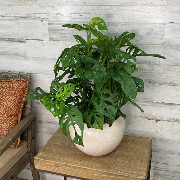 Philodendron - Swiss Cheese - 8-inch Hanging Basket - Hicks Nurseries