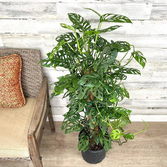 Philodendron - Swiss Cheese on Totem Pole - 10-inch Pot