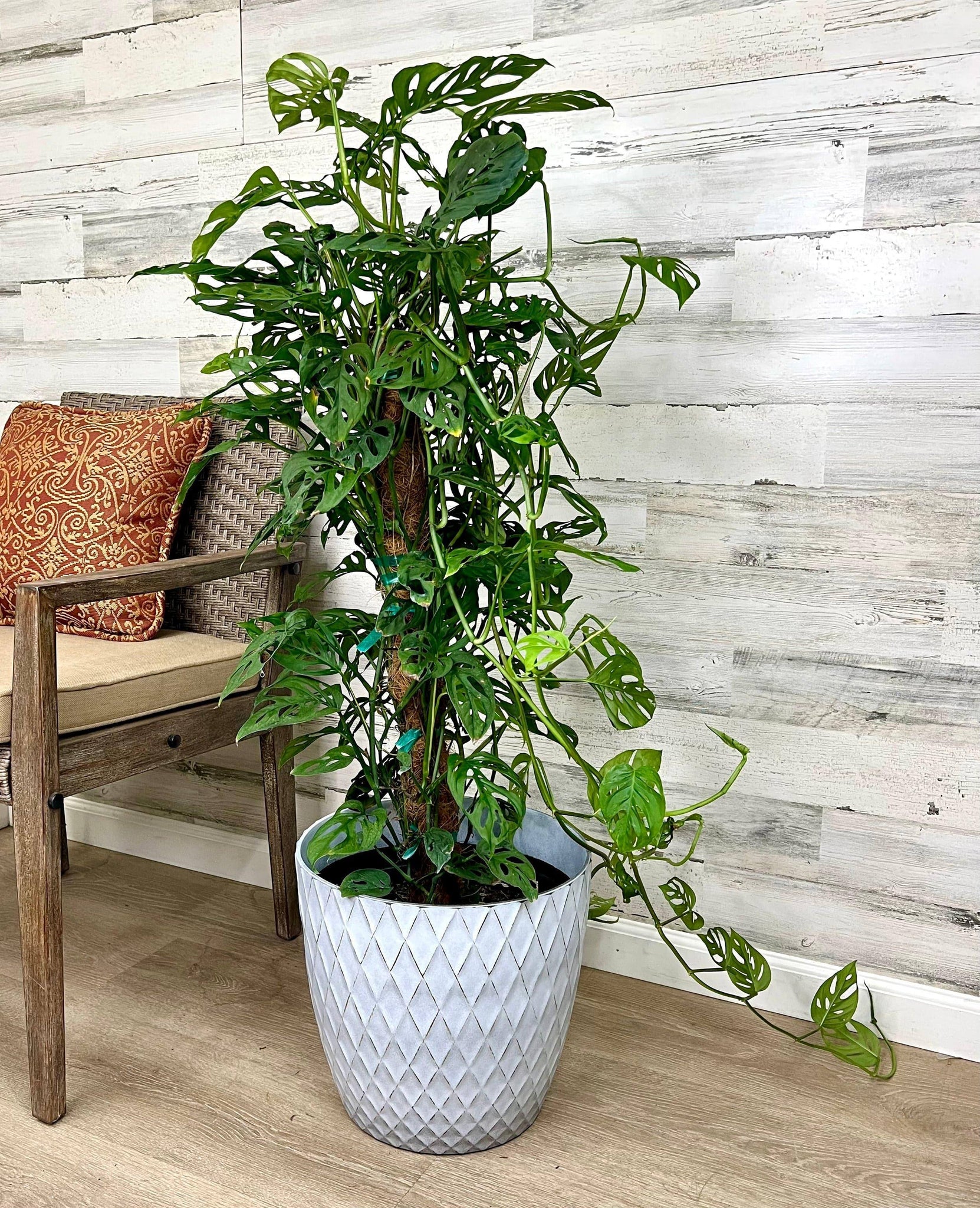 Philodendron Swiss Cheese on Totem Pole 10inch Pot