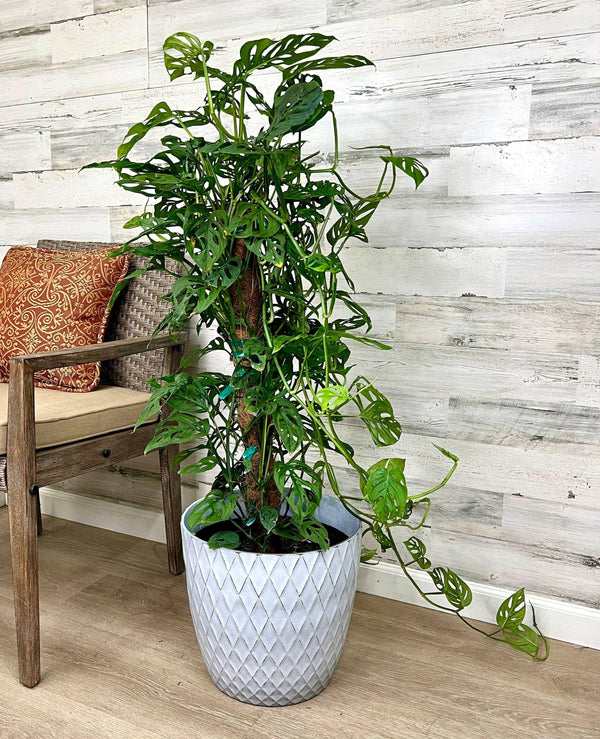 Philodendron - Swiss Cheese on Totem Pole - 10-inch Pot - Hicks Nurseries