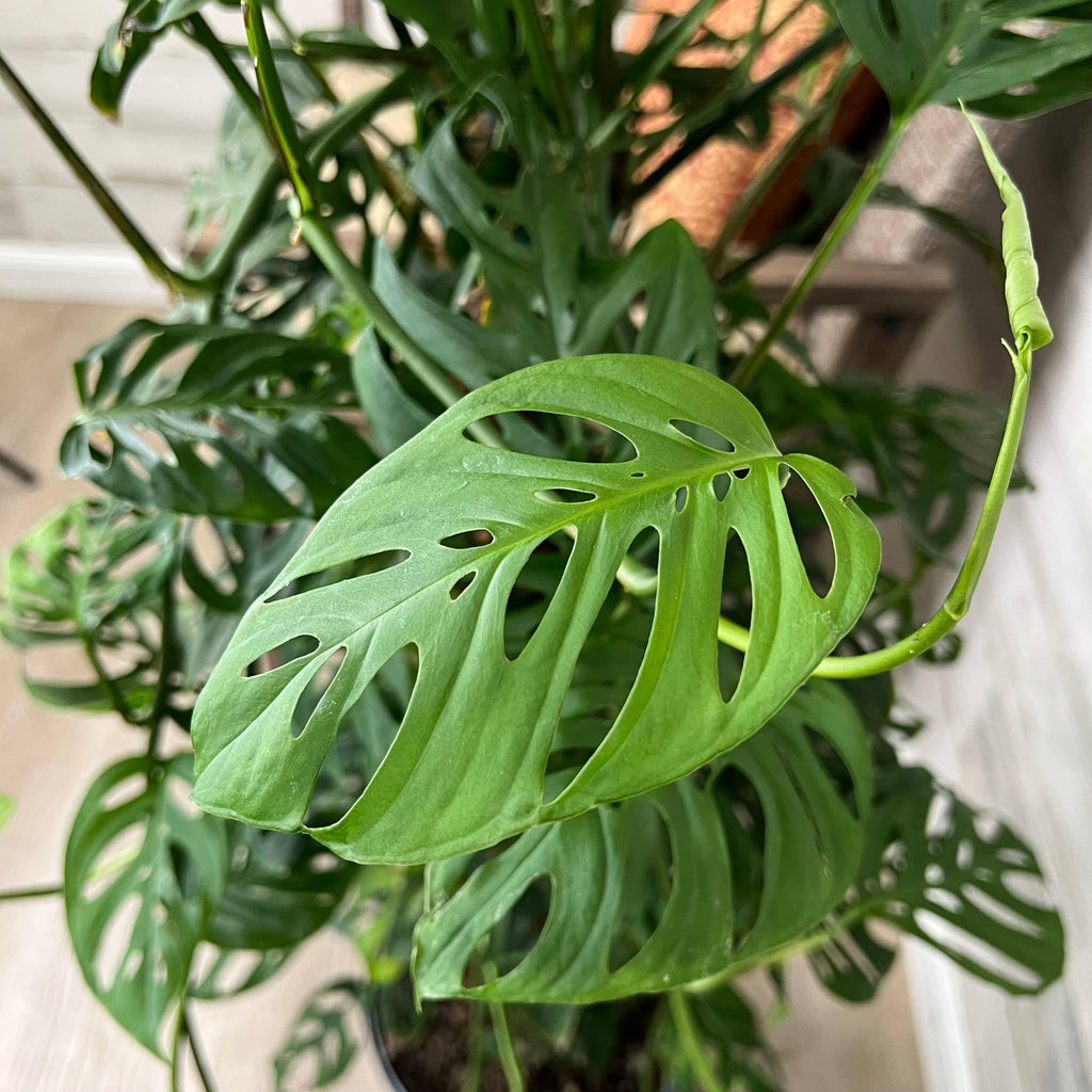 growing swiss cheese philodendron Philodendron - Swiss Cheese on Totem Pole