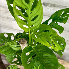 swiss cheese plant totem Philodendron - Swiss Cheese on Totem Pole