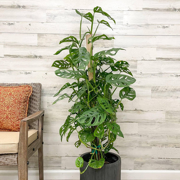Philodendron - Swiss Cheese on Totem Pole - 8-inch Pot - Hicks Nurseries