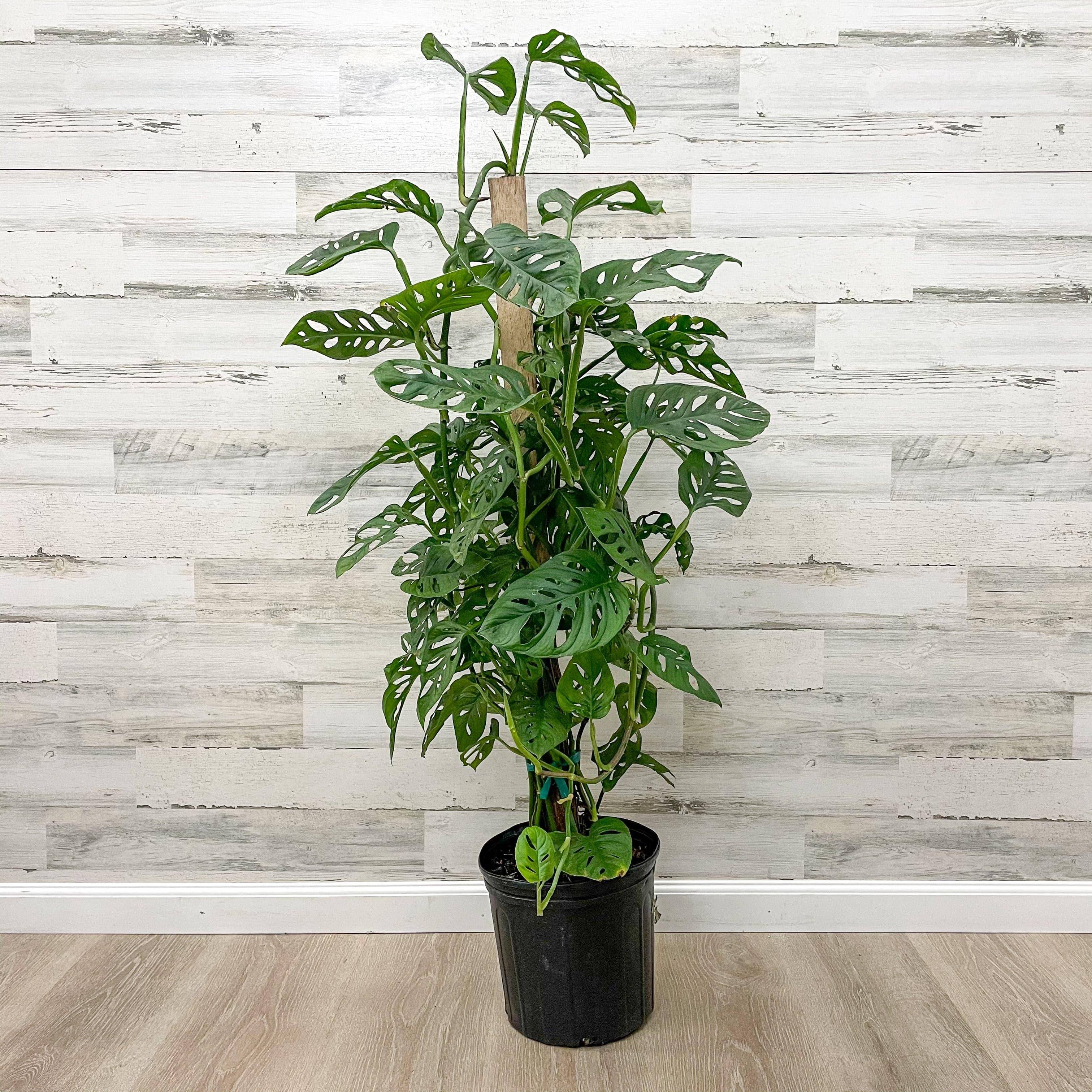 Philodendron - Swiss Cheese on Totem Pole