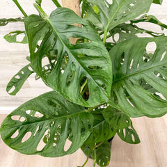 monstera adansonii totem Philodendron - Swiss Cheese on Totem Pole