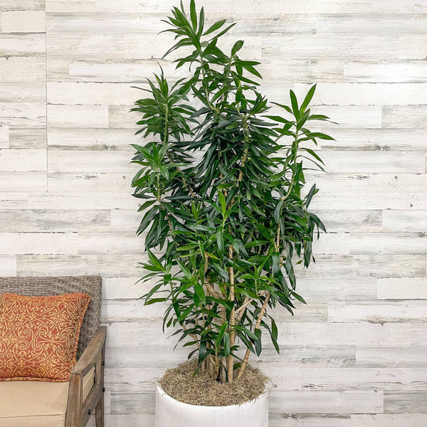 Pleomele - Reflexa - 14-inch - Hicks Nurseries